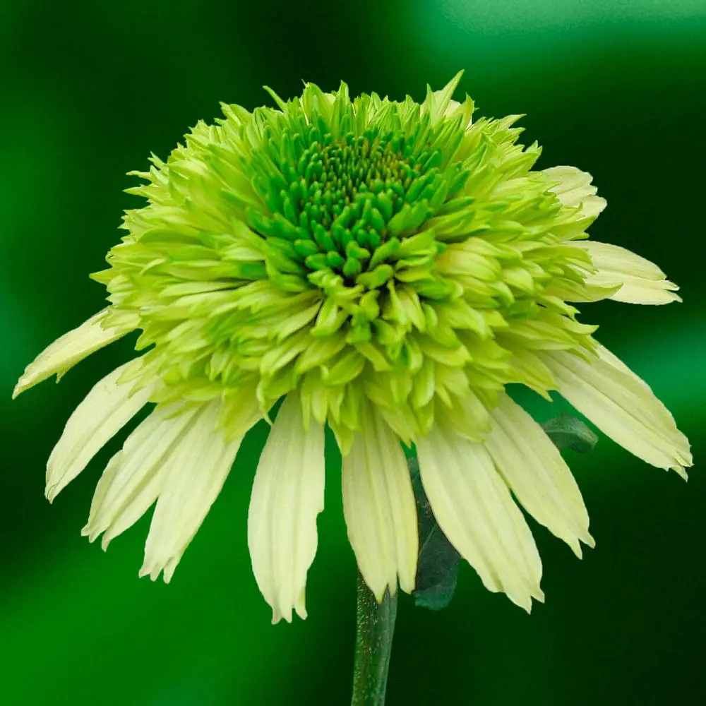 Echinacea Honeydew - Image 3