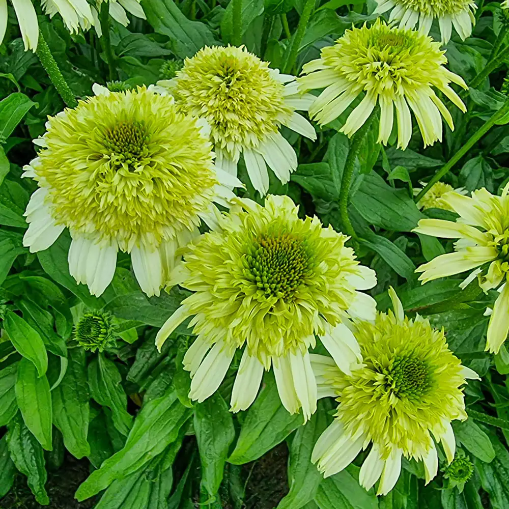 Echinacea Honeydew - Image 4