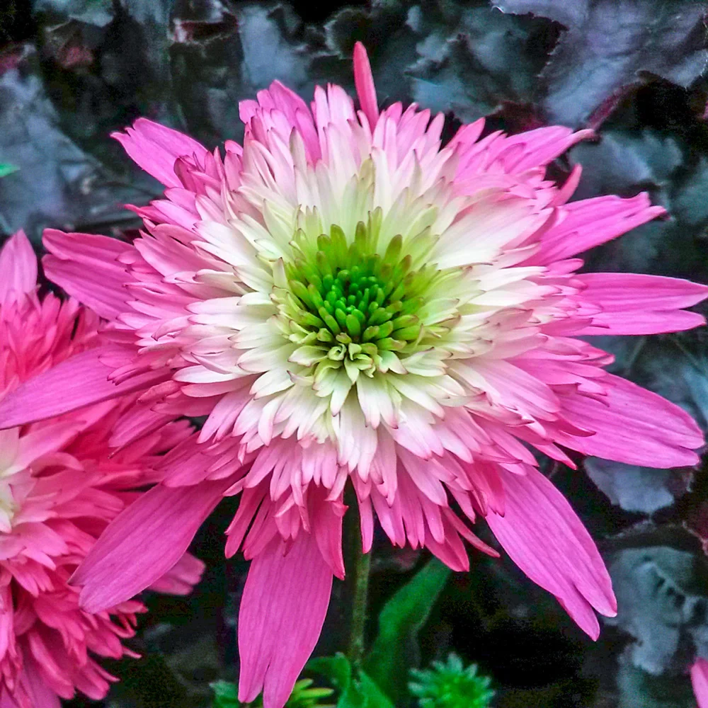 Echinacea Mini Belle - Image 2