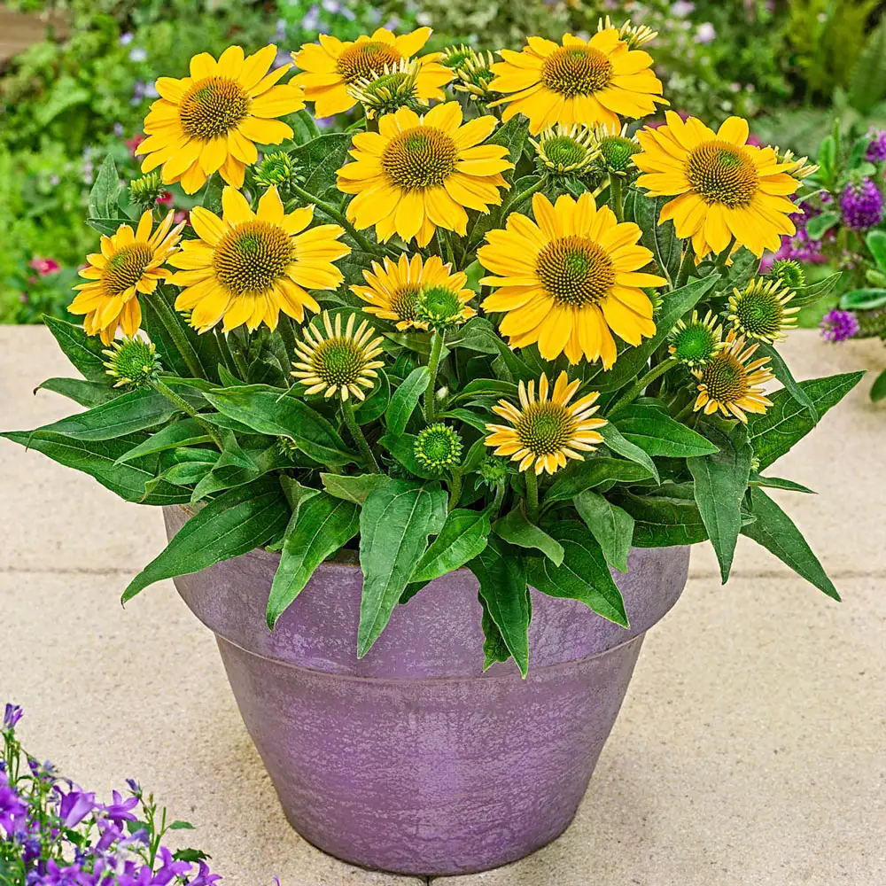 Dwarf Echinacea Tweety