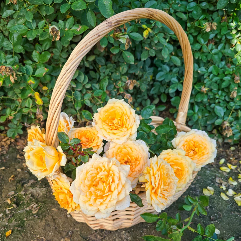 Edith's Darling® Shrub Rose - Image 3