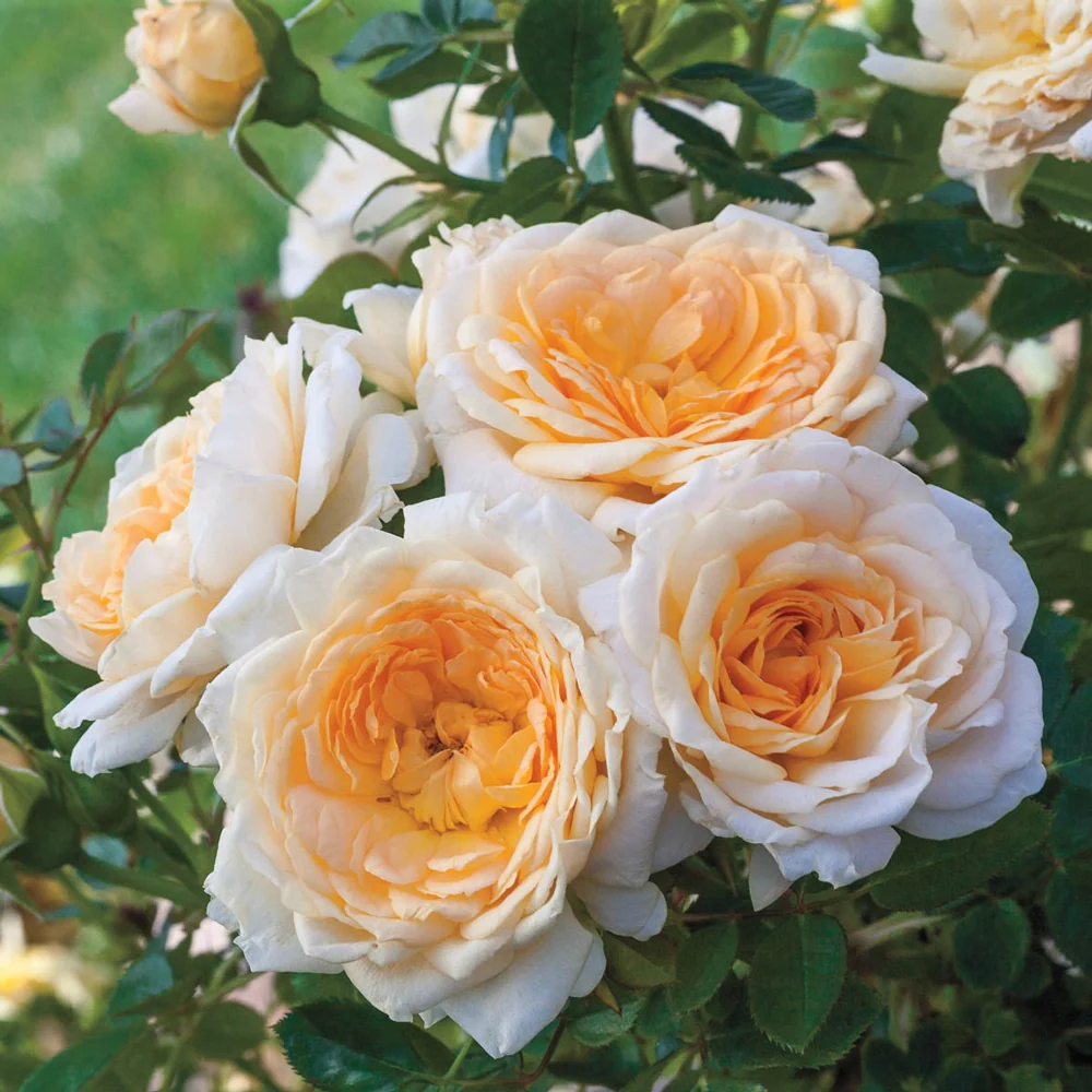 Edith's Darling® Shrub Rose - Image 5