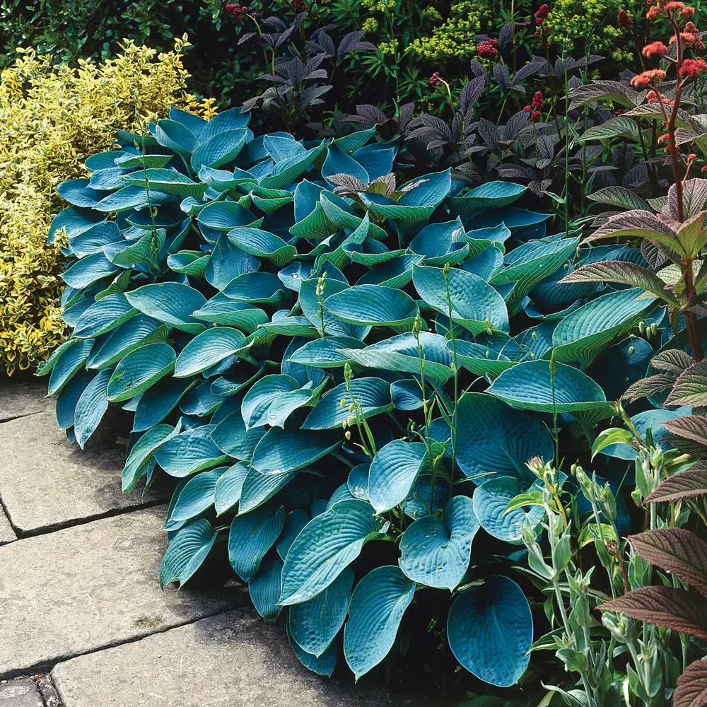 Hosta sieboldiana 'Elegans' - Image 2