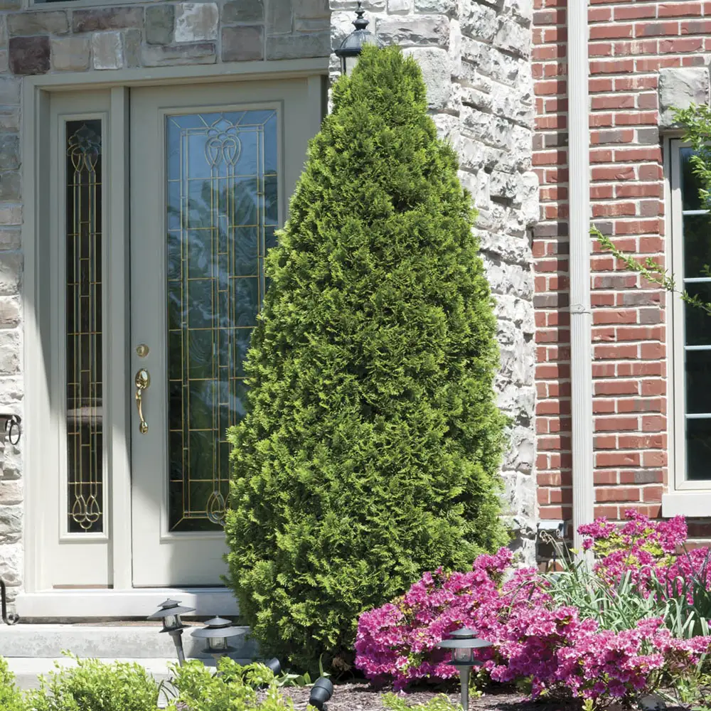 Emerald Green Arborvitae Hedge - Image 2