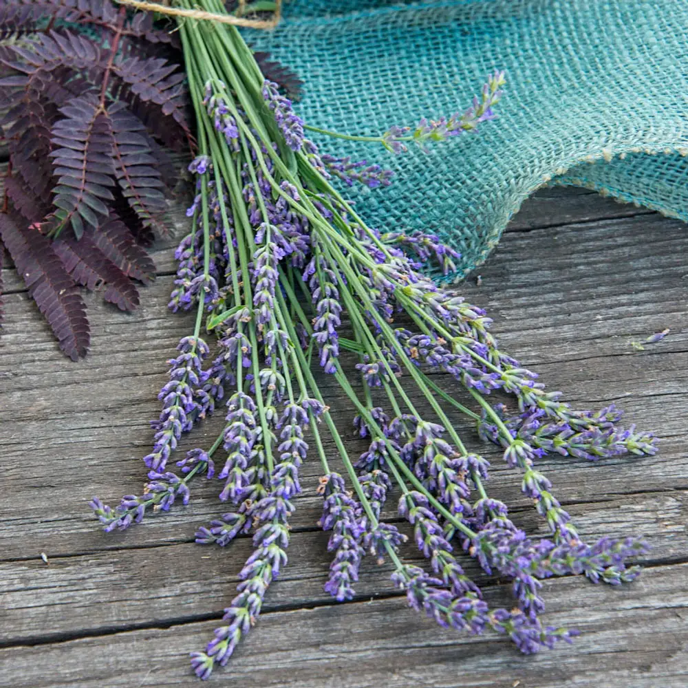 English Lavender Hidcote - Image 3