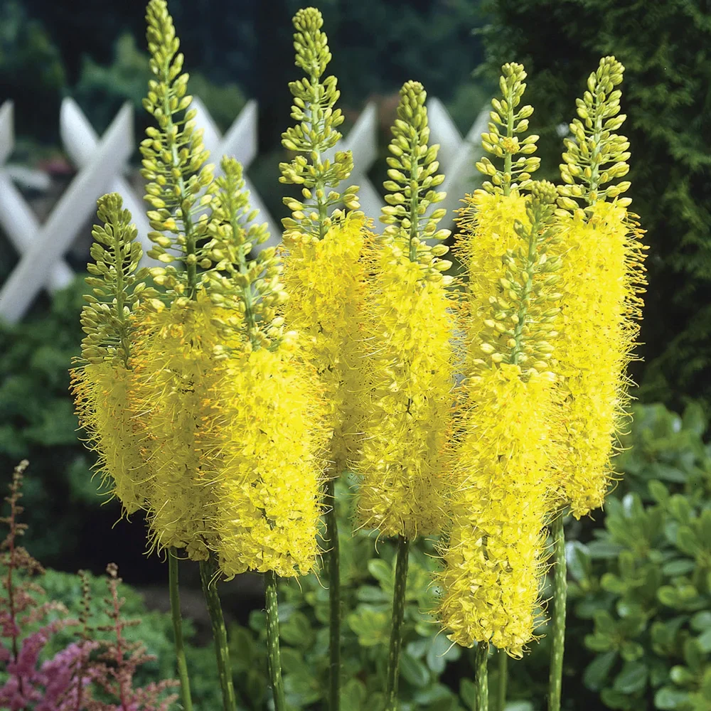 Eremurus Tap Dance