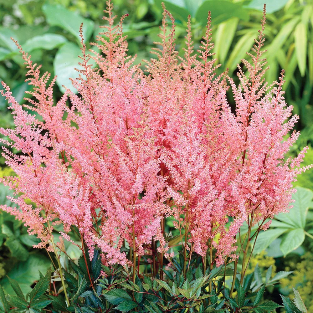 Astilbe Erika