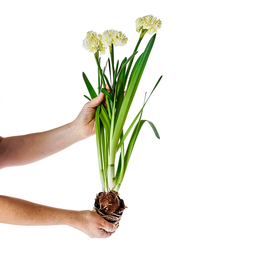 Double Daffodil Erlicheer - Image 3