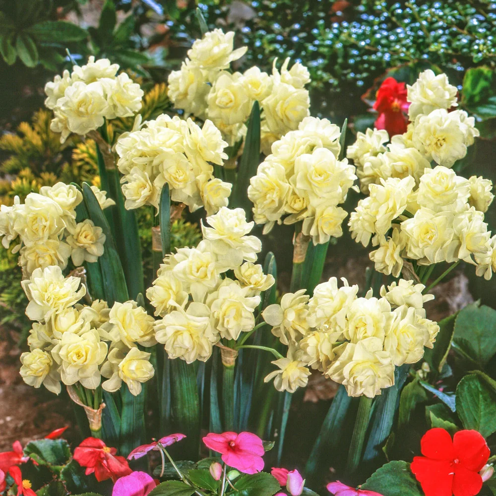 Double Daffodil Erlicheer - Image 4