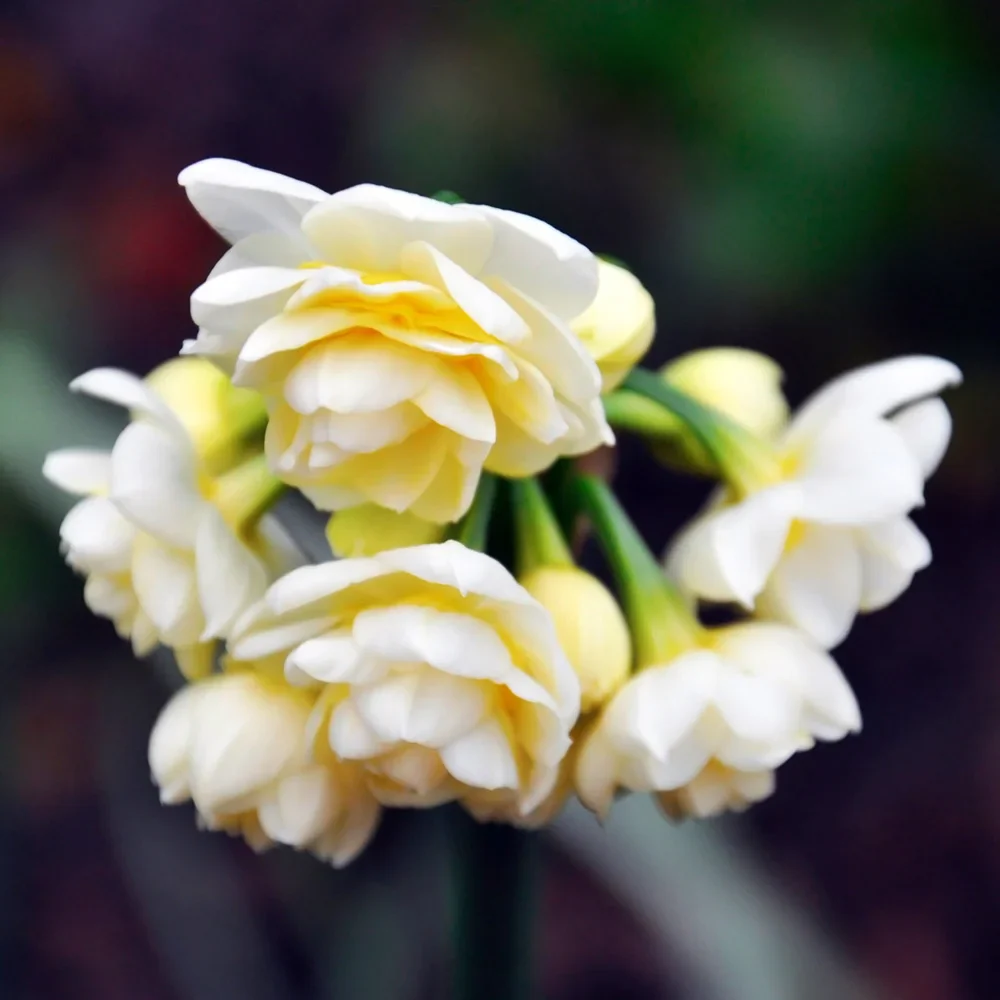 Double Daffodil Erlicheer - Image 5