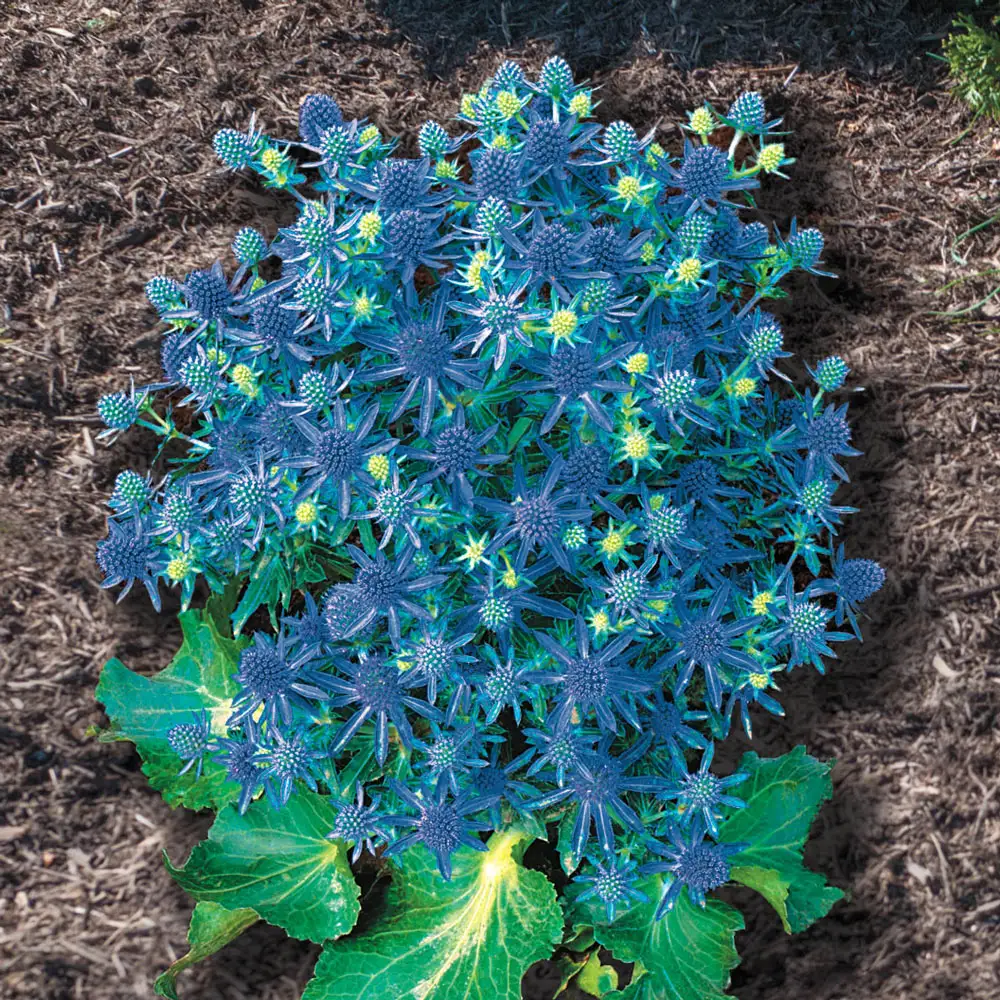 Eryngium Blue Hobbit