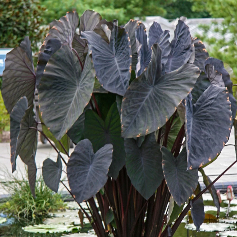Elephant Ear esculenta Black Magic - Image 3