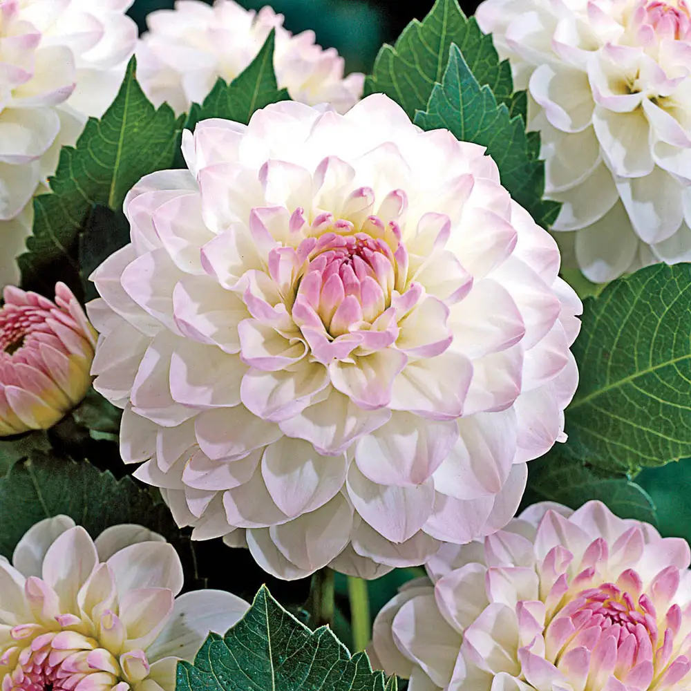 Eveline Dahlia - Image 3