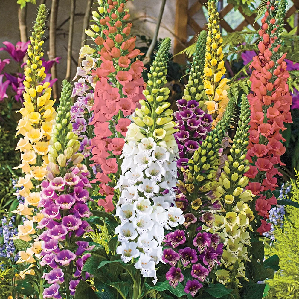Excelsior Foxglove Mixture - Image 2