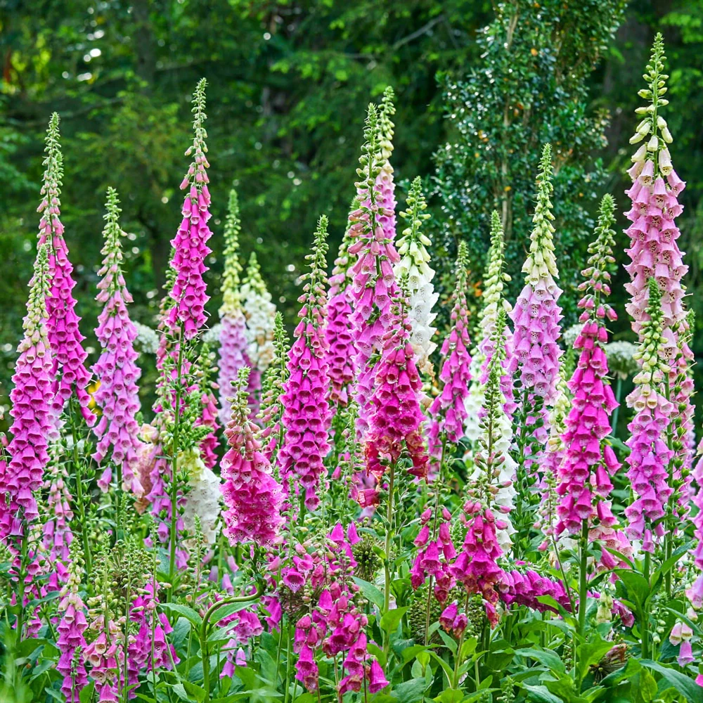 Excelsior Foxglove Mixture - Image 3