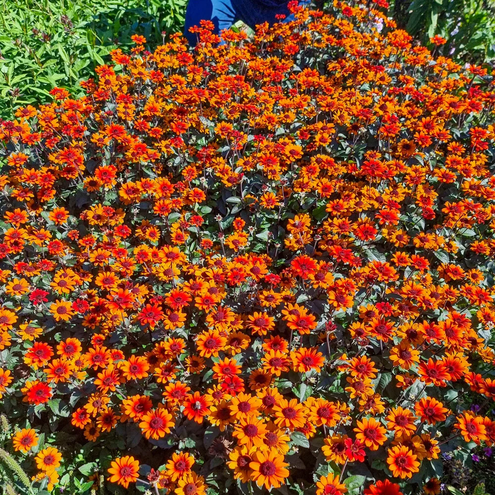 False Sunflower Luna Roja - Image 7