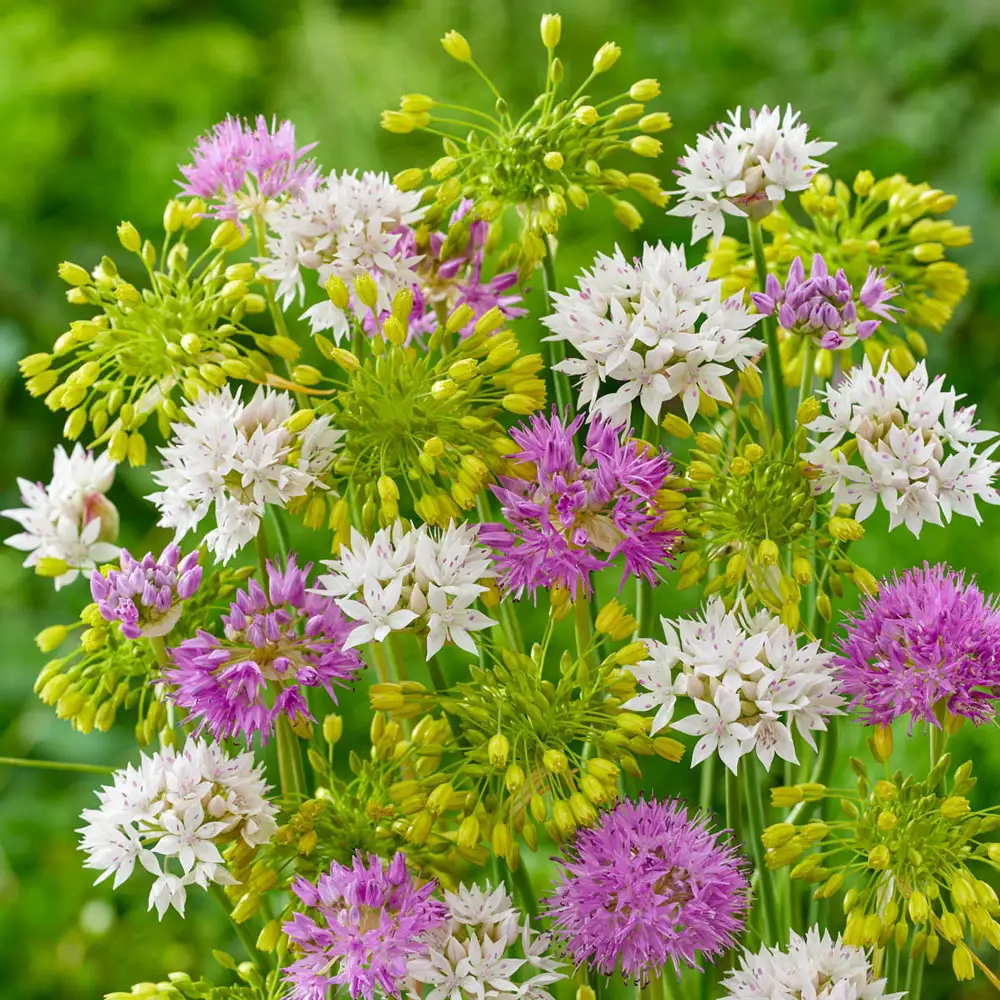 Fanciful Dreams Allium Mixture