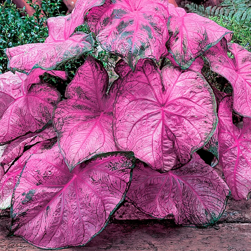 Caladium Fanny Munson - Image 2