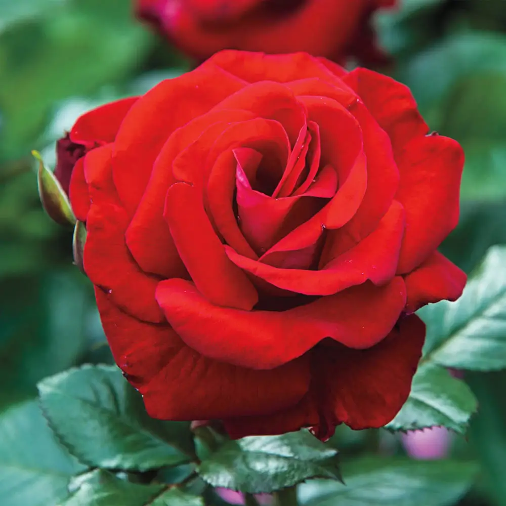 Floribunda Rose Drop Dead Red™ - Image 4