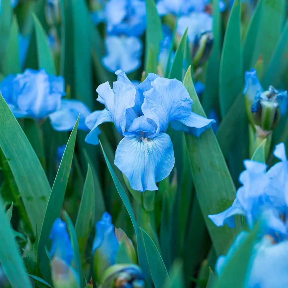 Dwarf German Iris Raindance Returns - Image 3