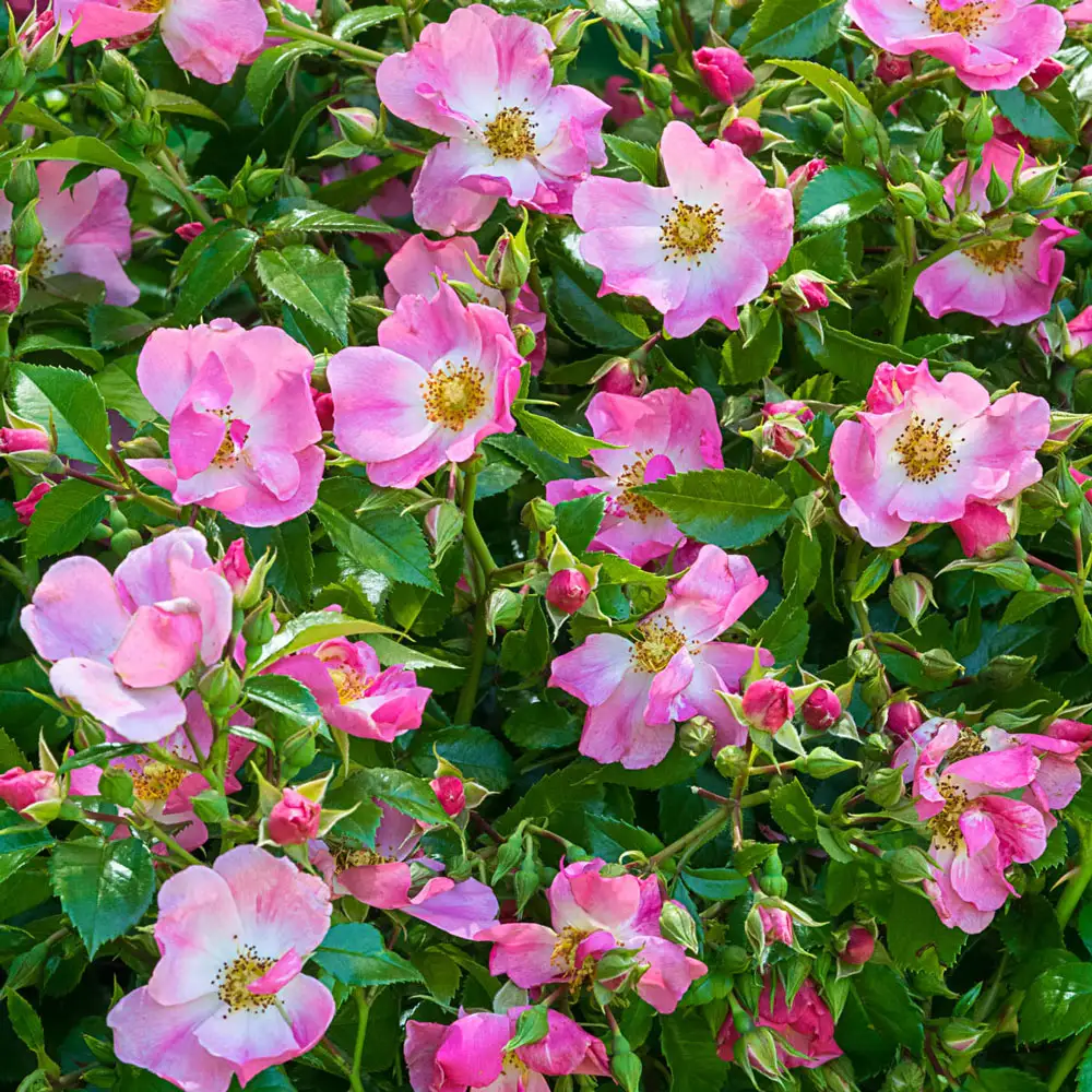 Shrub Rose Forever & Ever®