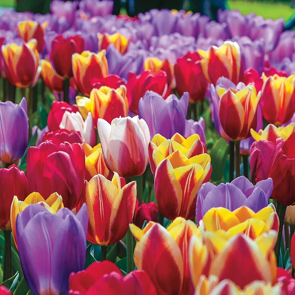 Forever Spring™ Tulip Mix - Image 2