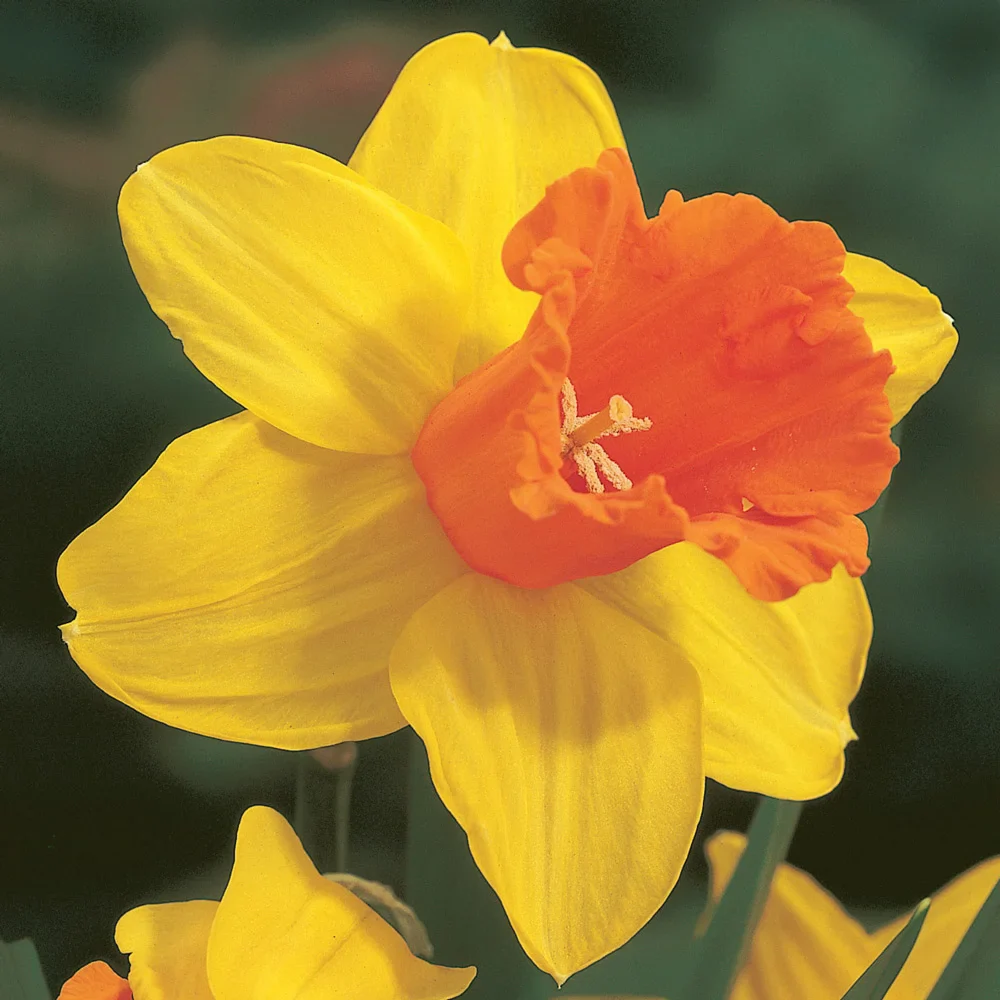 Large Cupped Daffodil Fortissimo - Image 4