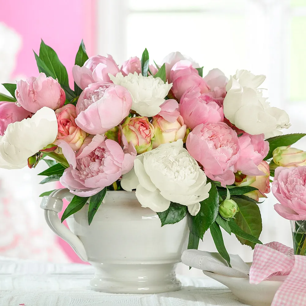 Fragrant French Blend Peony Duet - Image 2