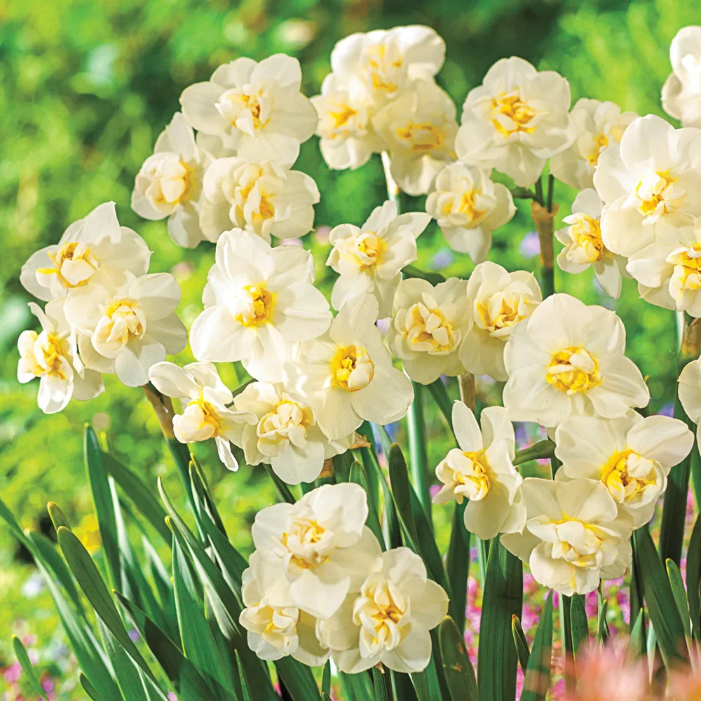Fragrant Gardenia Daffodil - Image 3