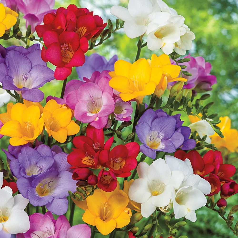 Freesia Mix