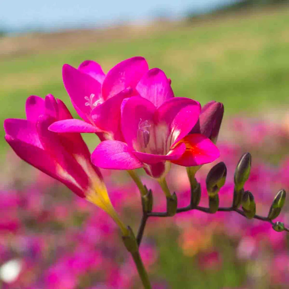 Freesia Mix - Image 6