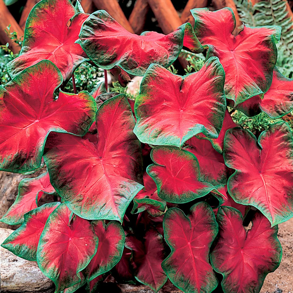 Caladium Freida Hemple