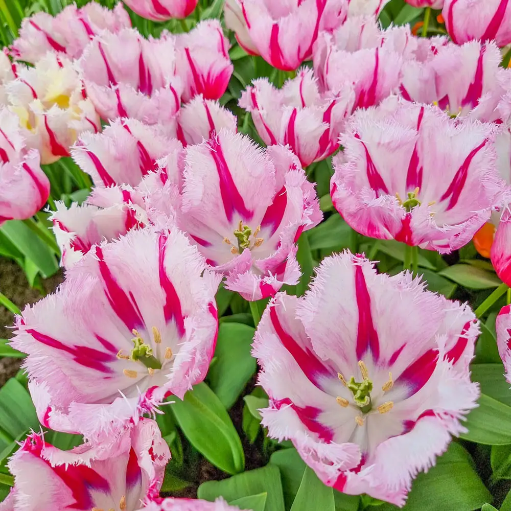 Fringed Tulip Burning Fire
