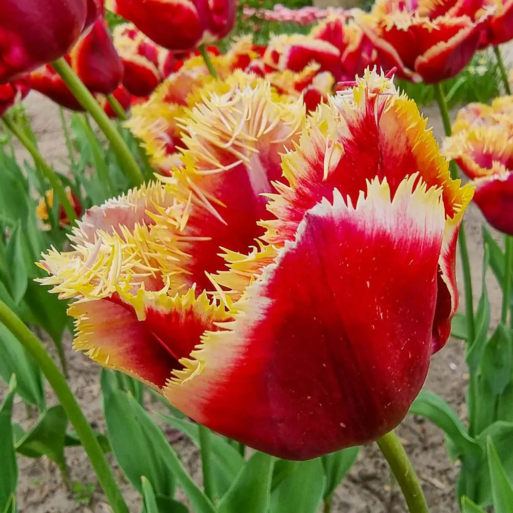 Fringed Tulip Mercure