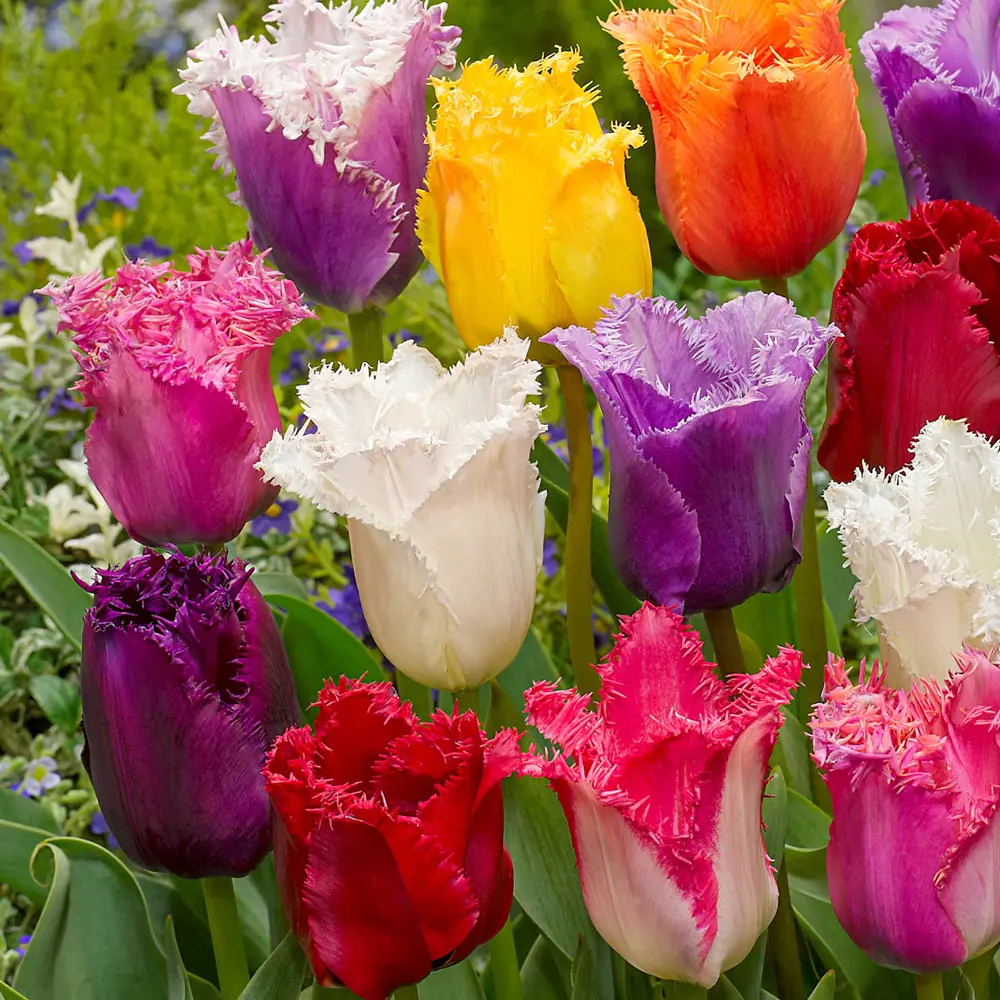 Fringed Tulip Mix - Image 4