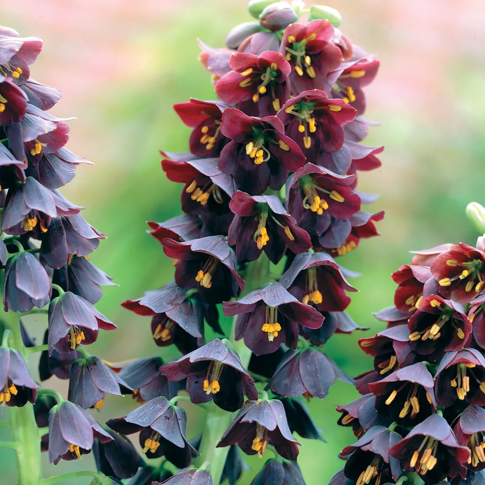 Fritillaria persica - Image 2