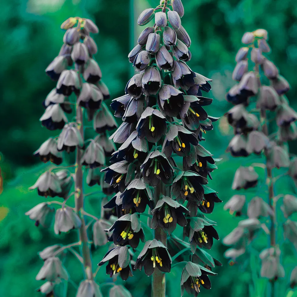 Fritillaria persica - Image 3
