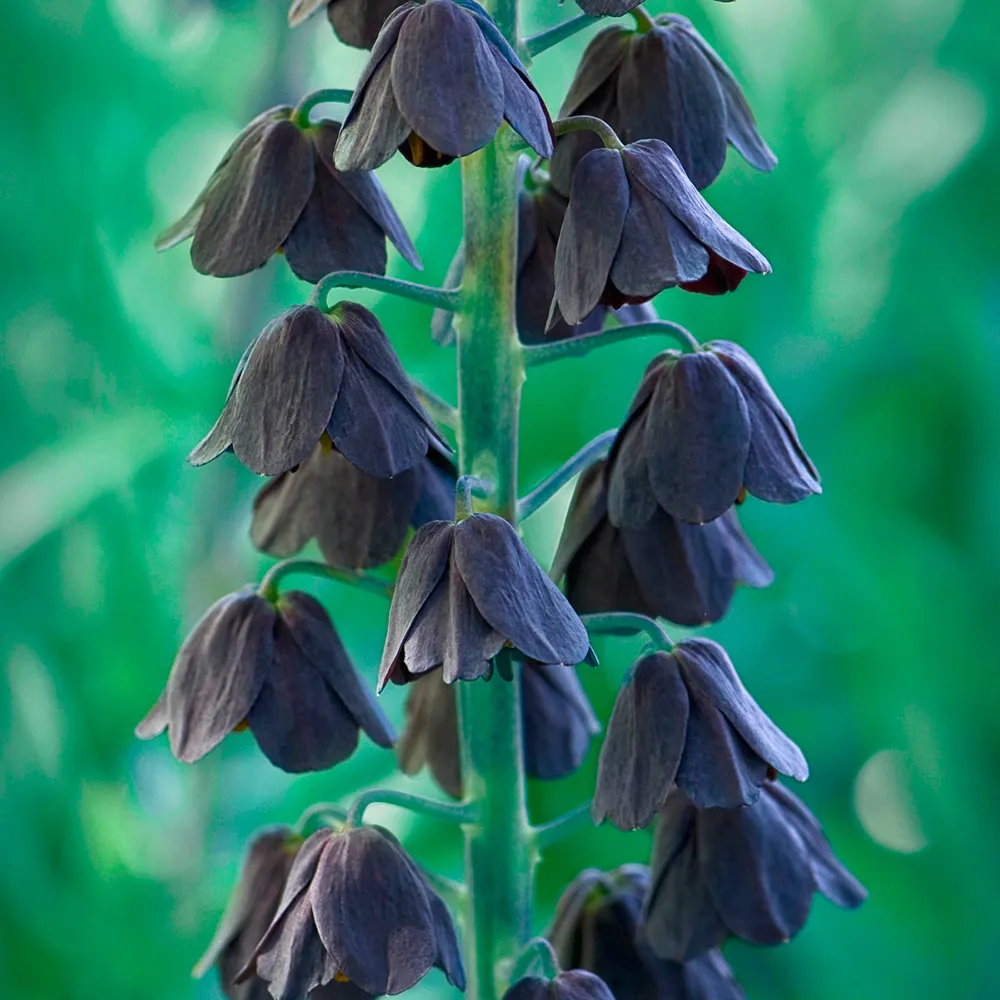 Fritillaria persica - Image 4