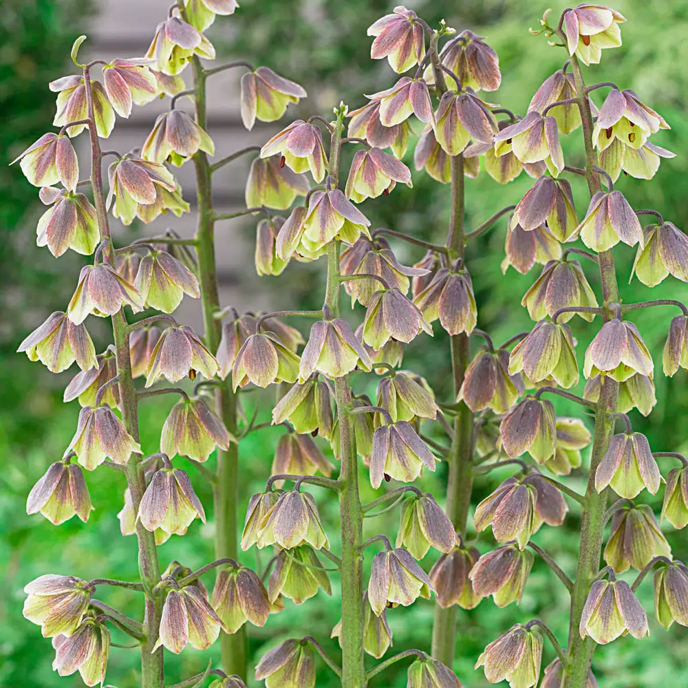Fritillaria persica Green Dreams