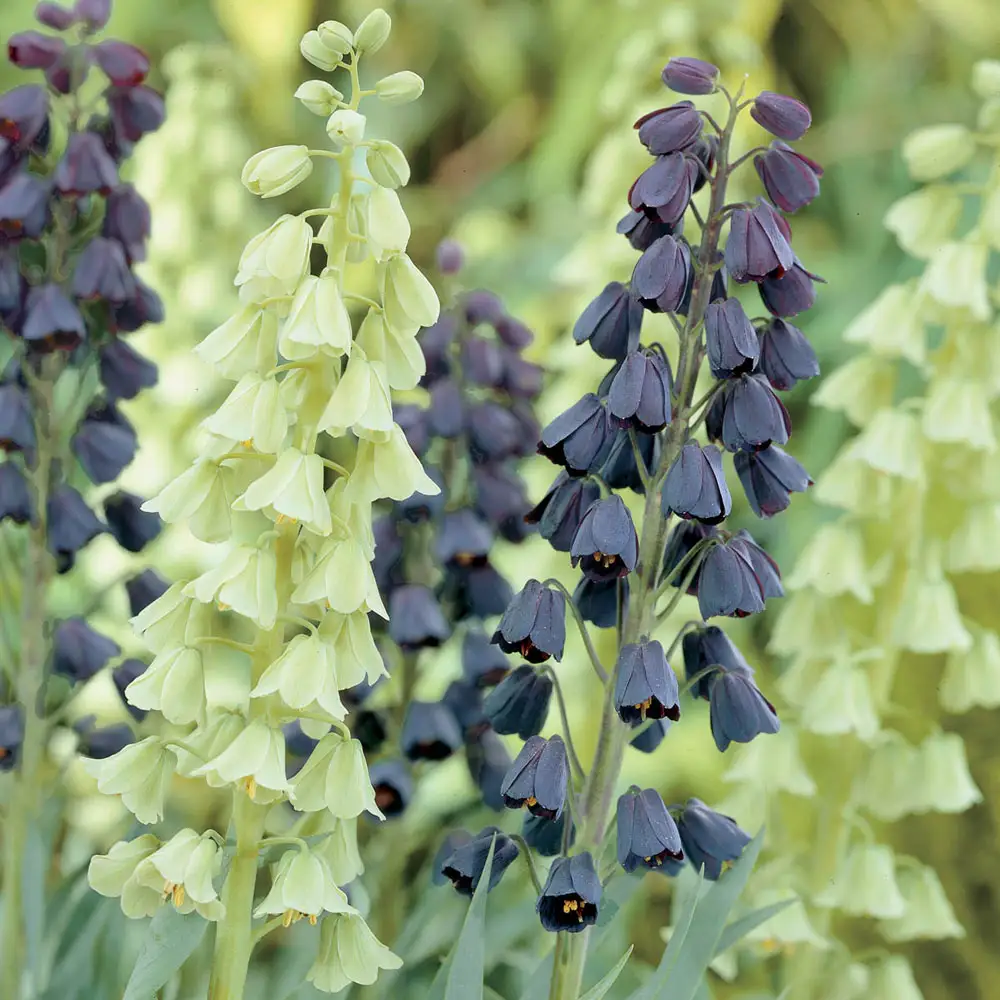 Fritillaria persica Mix - Image 2