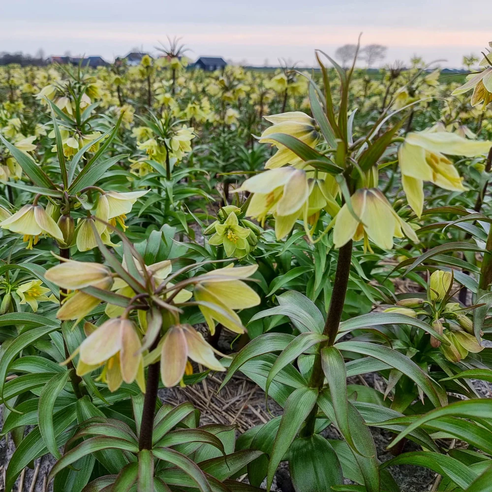 Fritillaria raddeana - Image 2