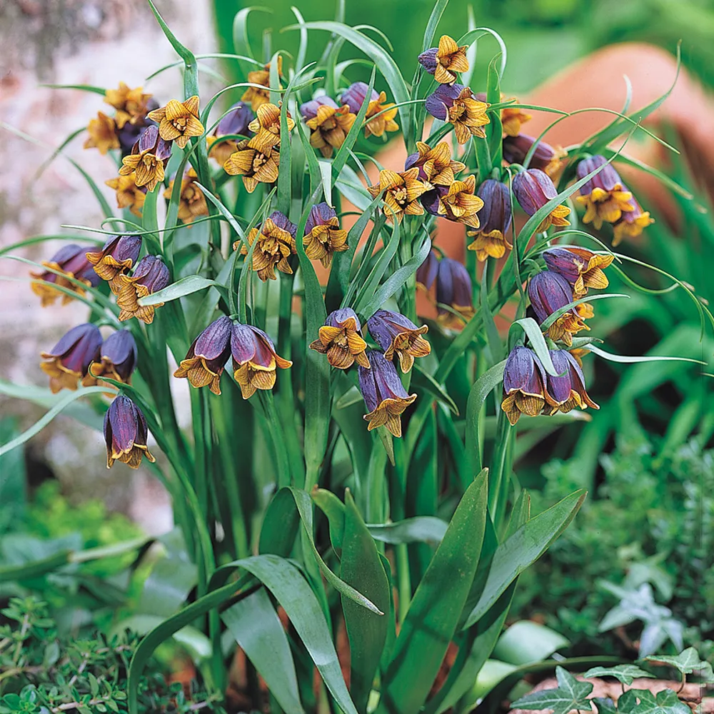 Fritillaria uva-vulpis - Image 2