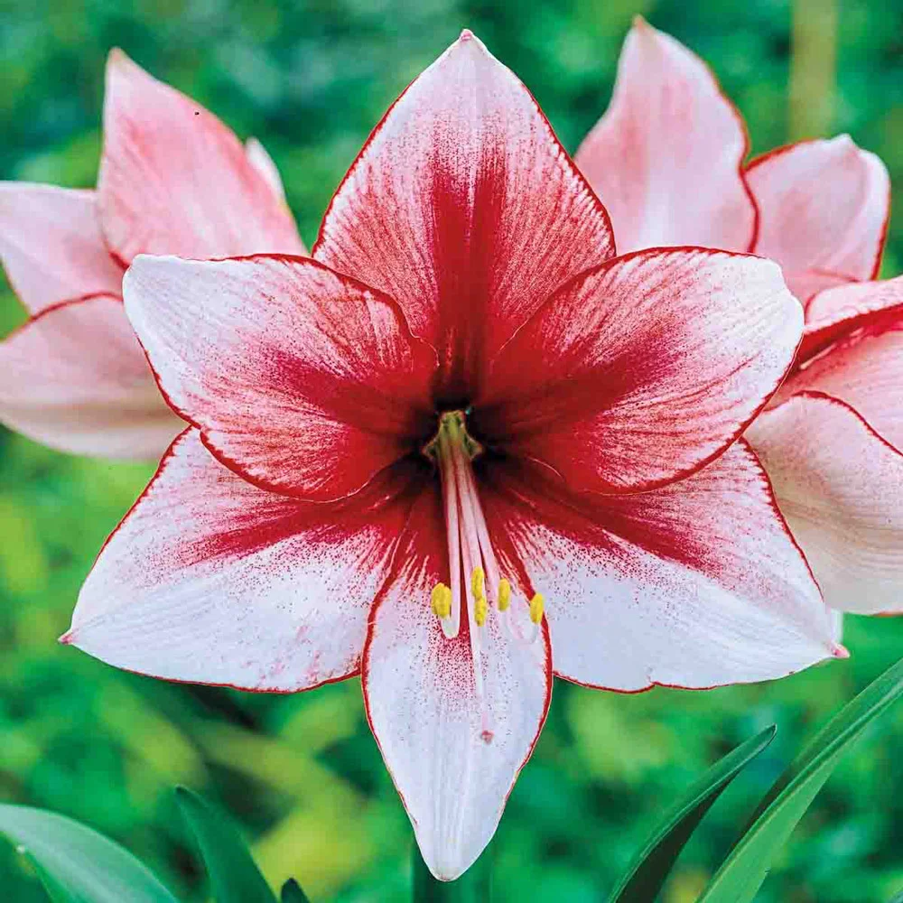 Jumbo Dutch Amaryllis Temptation