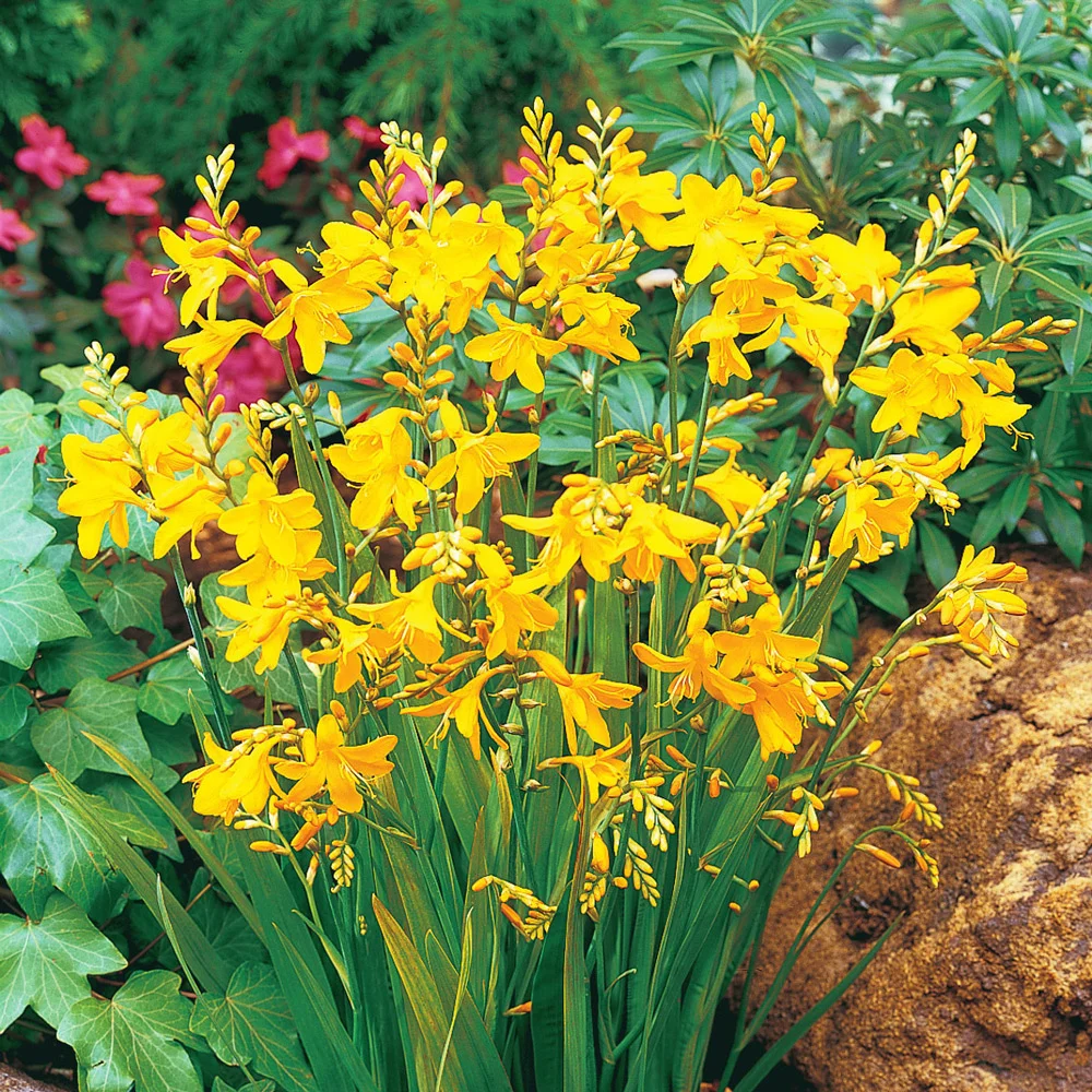 Crocosmia George Davison