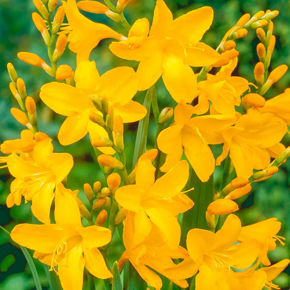 Crocosmia George Davison - Image 2