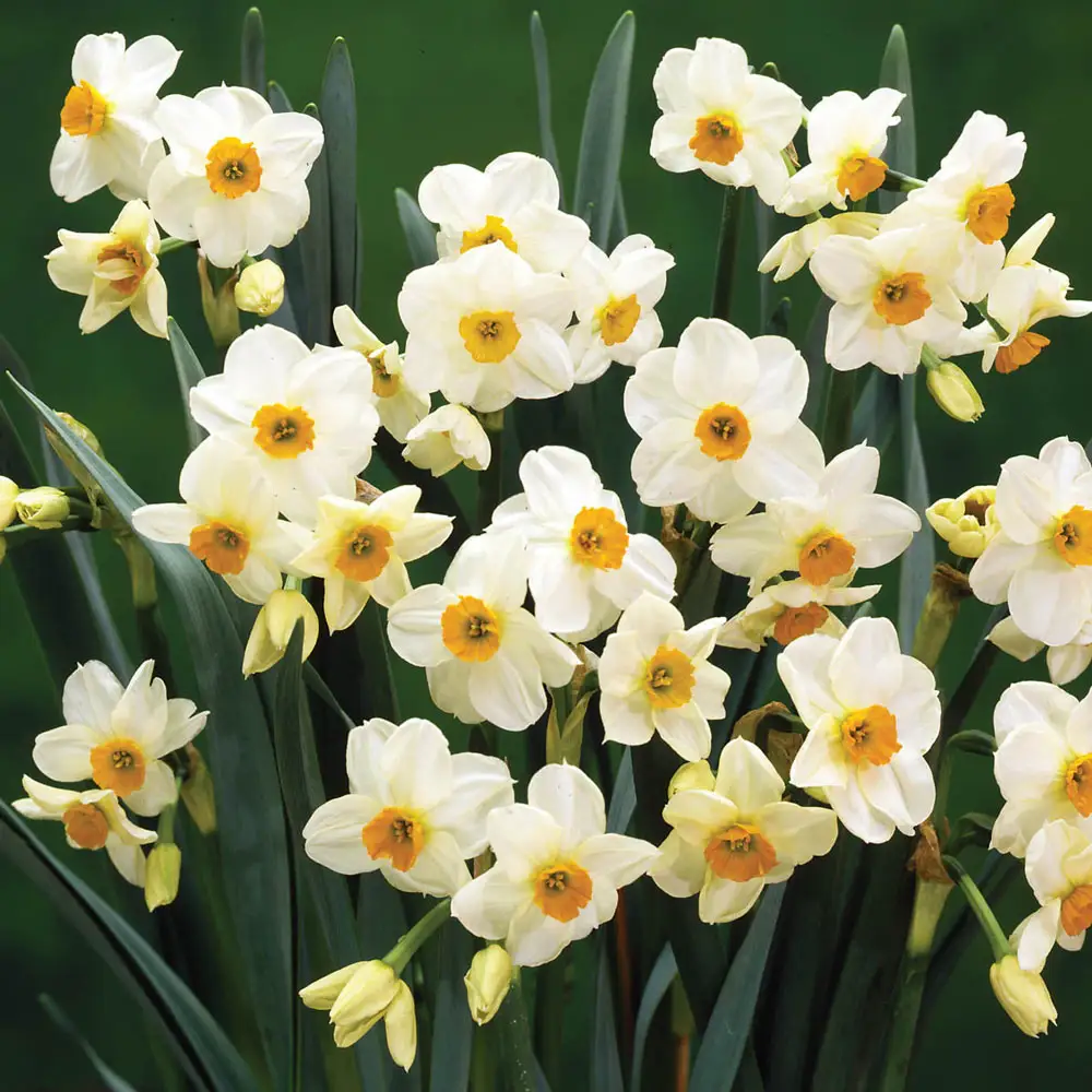 Tazetta Daffodil Geranium - Image 2