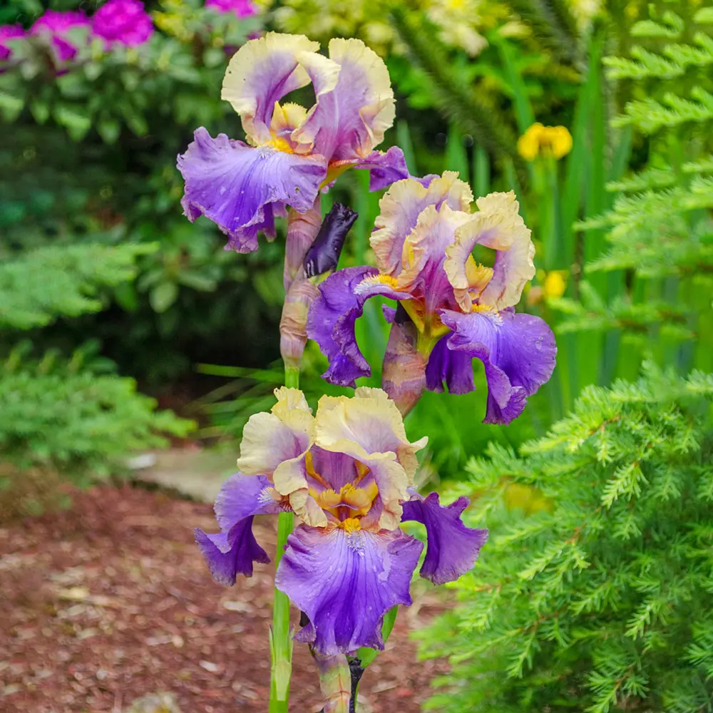 German Iris Café d'Amour - Image 2