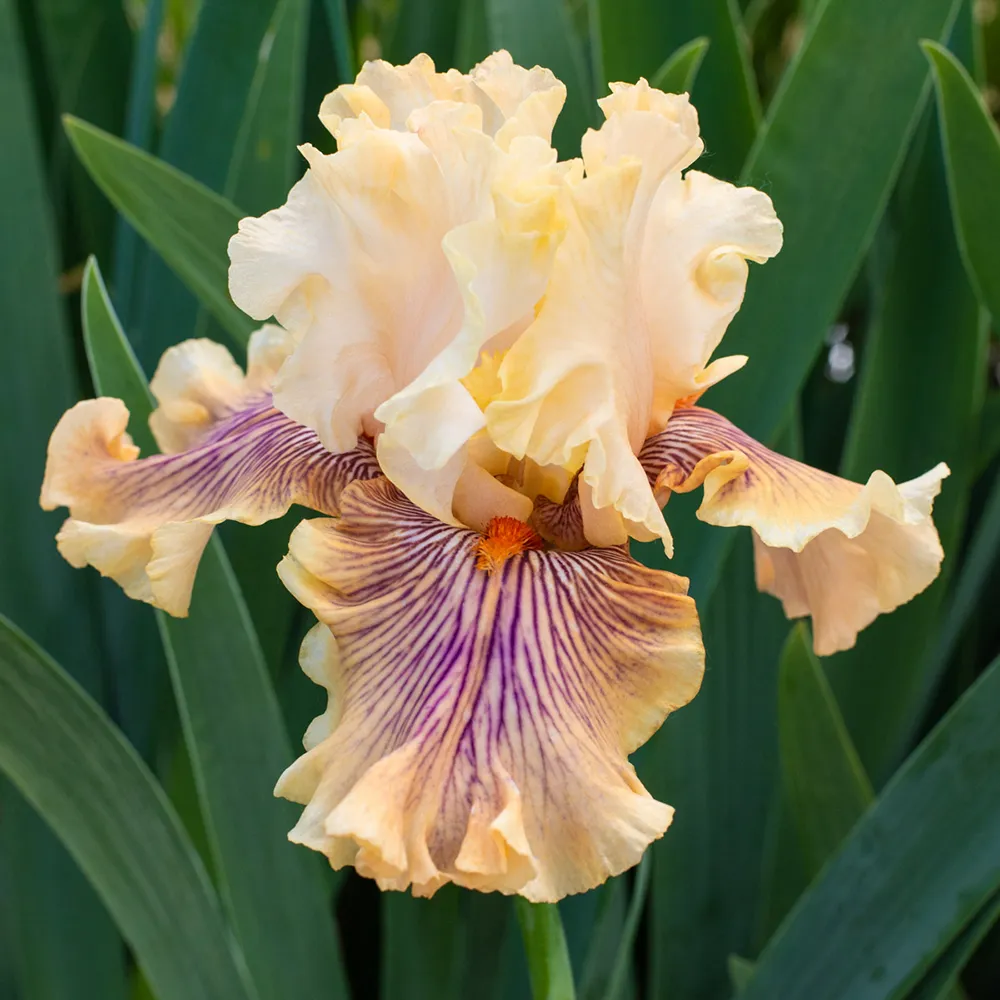 German Iris Escape from Boredom - Image 2