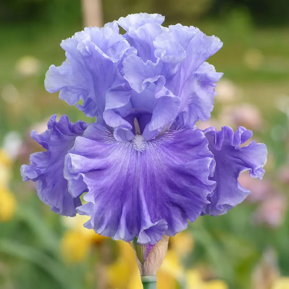 German Iris Family Pride