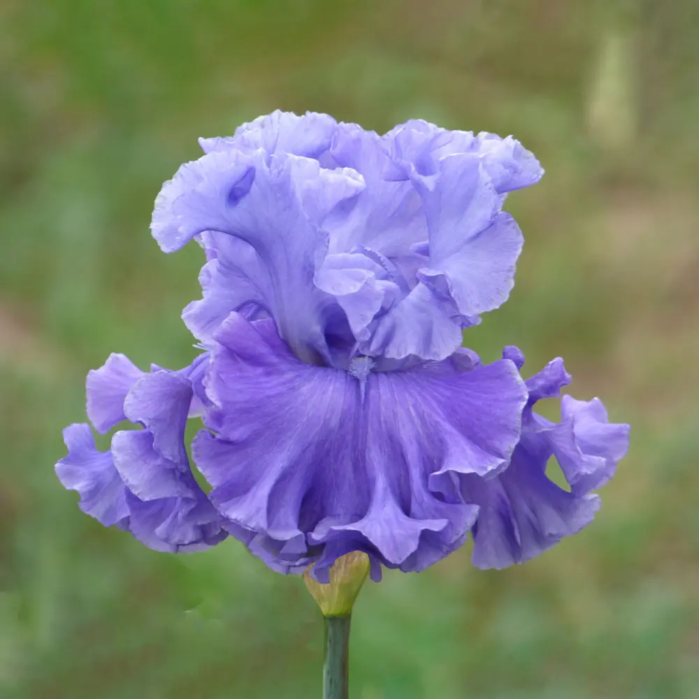 German Iris Family Pride - Image 2